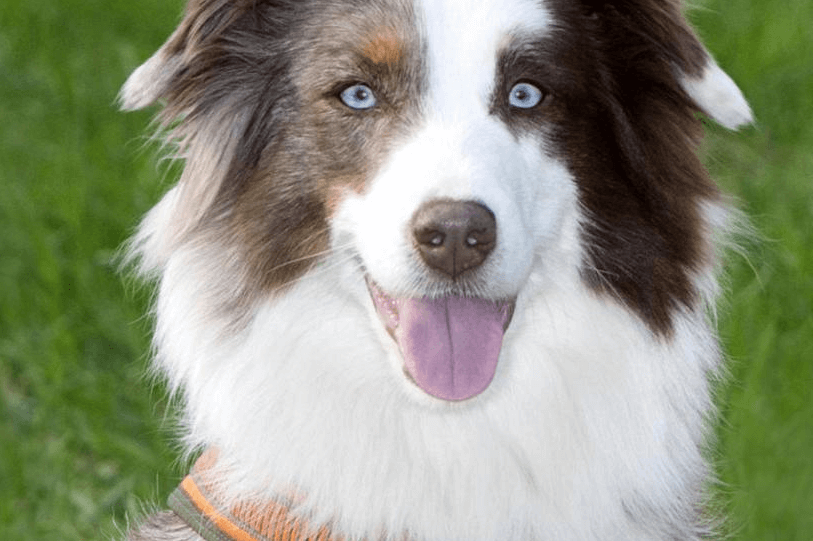 FRAUCHEN (30) GING EINKAUFEN Hund stirbt in überhitztem Auto